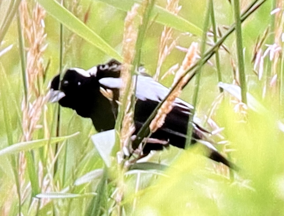 Bobolink - ML638532011
