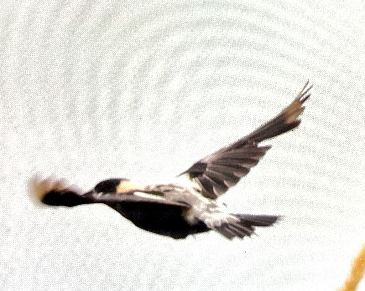 Bobolink - ML638532012