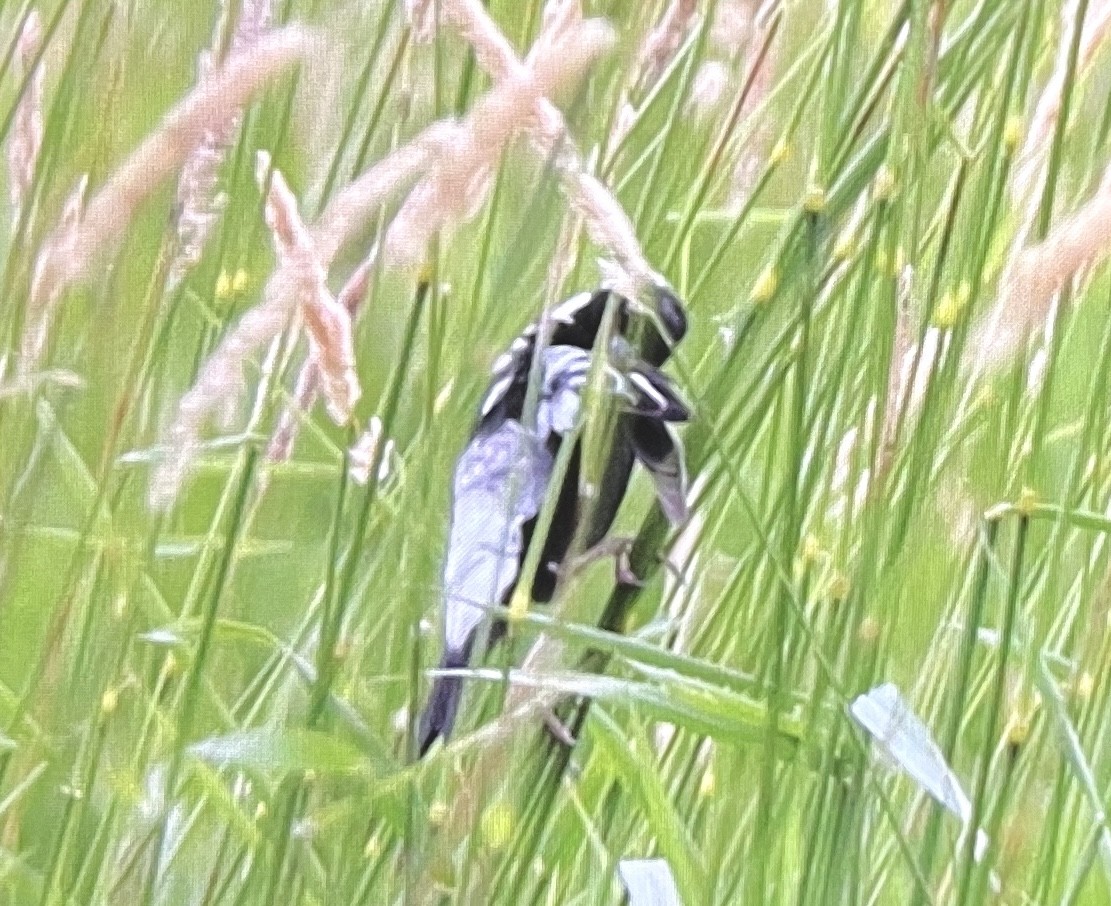 Bobolink - ML638532013