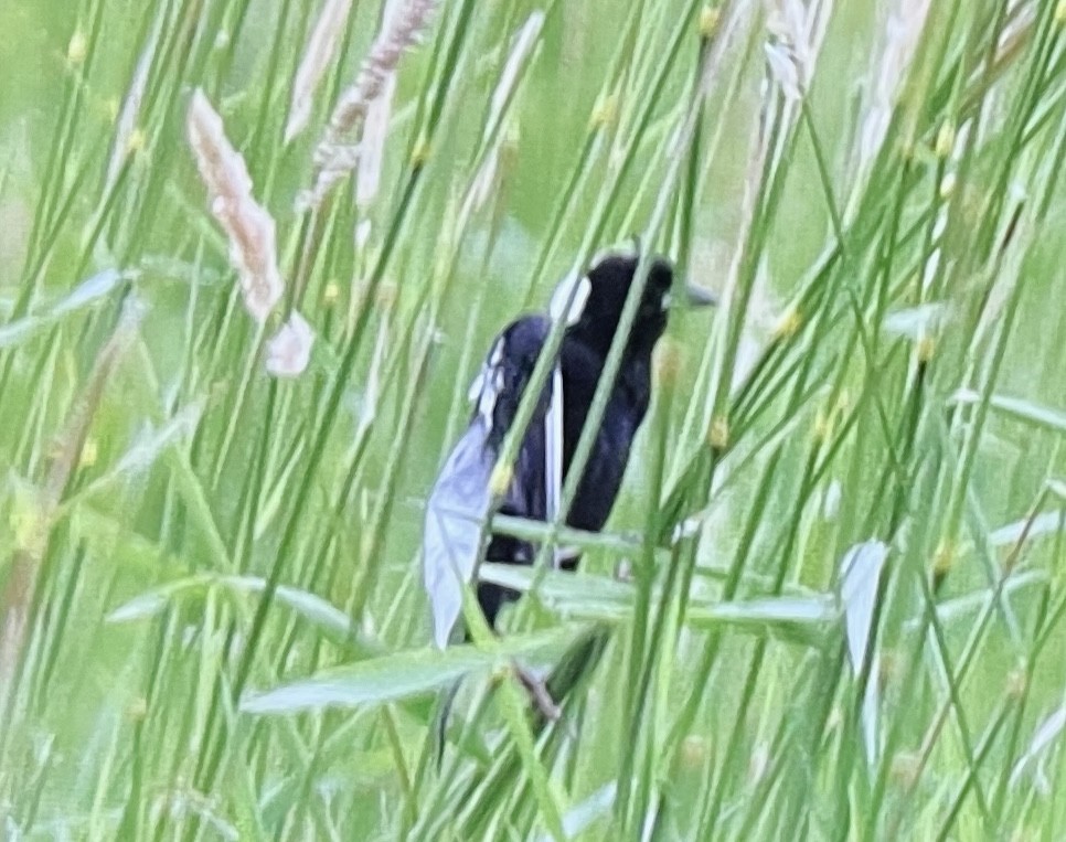 Bobolink - ML638532014
