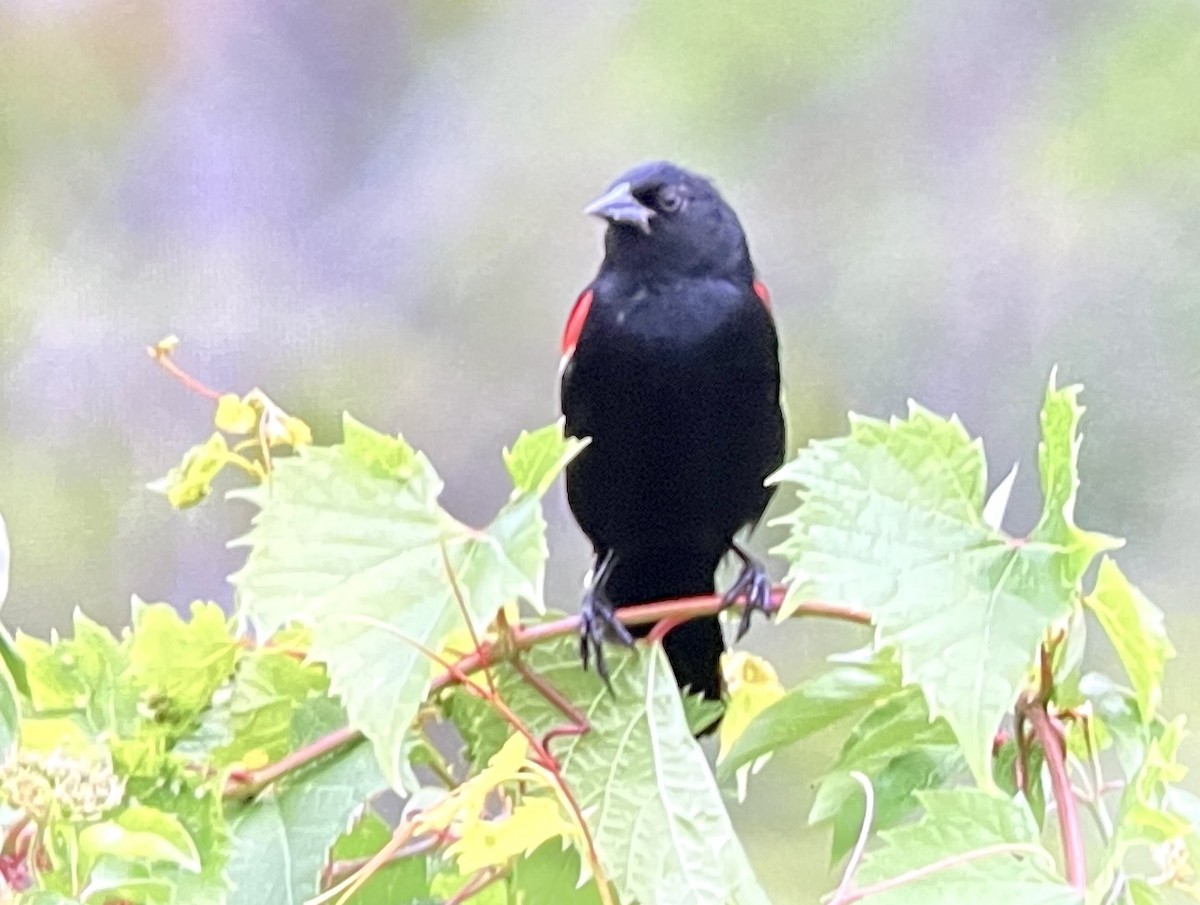 Red-winged Blackbird - ML638532027