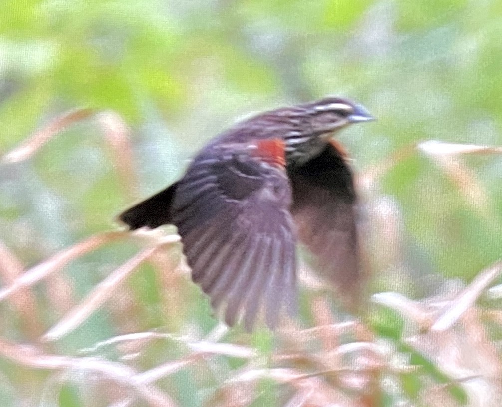 Red-winged Blackbird - ML638532028