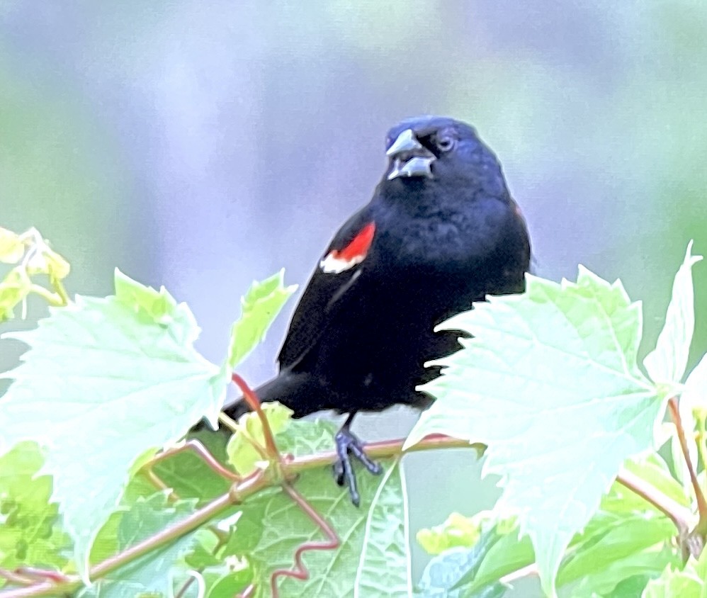 Red-winged Blackbird - ML638532029