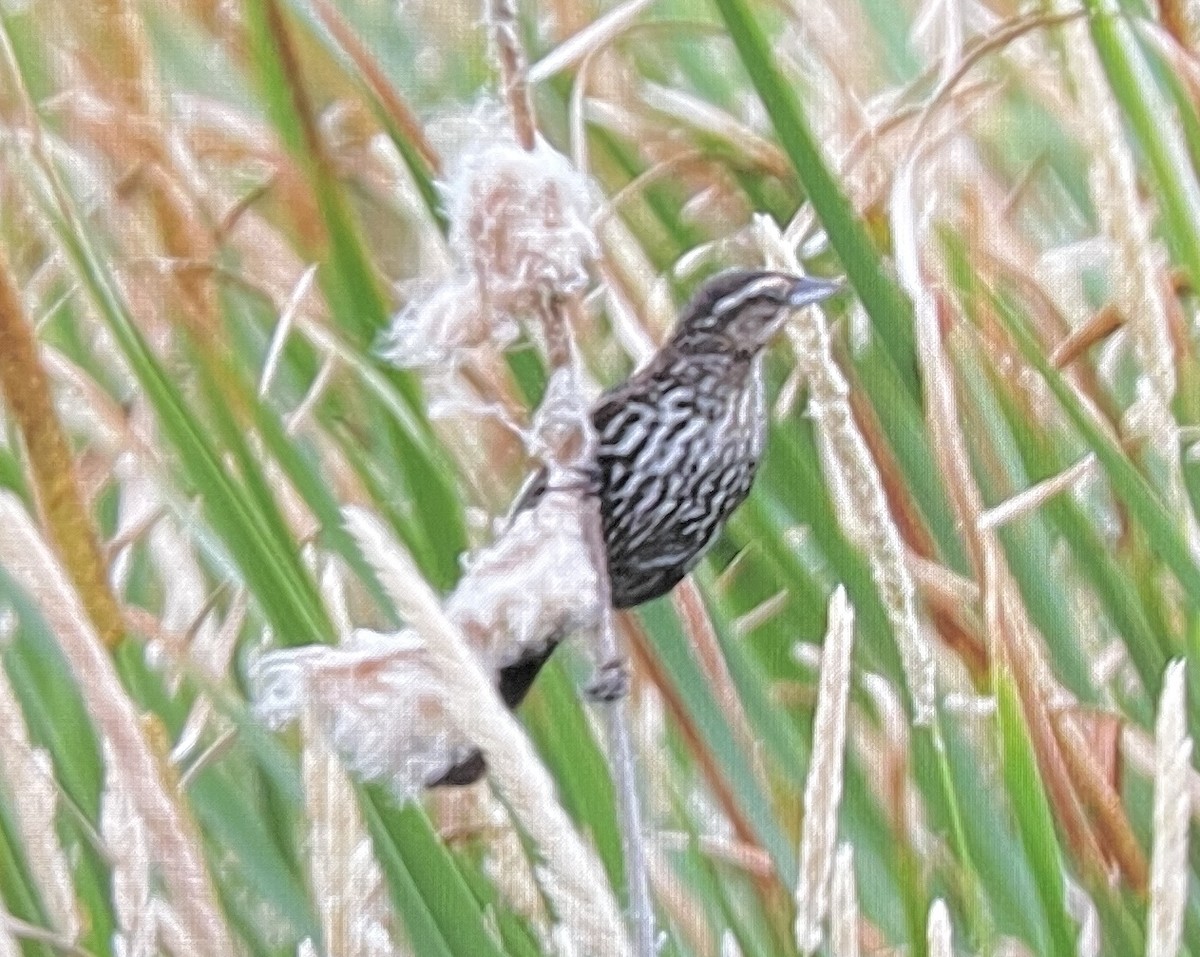 Red-winged Blackbird - ML638532030