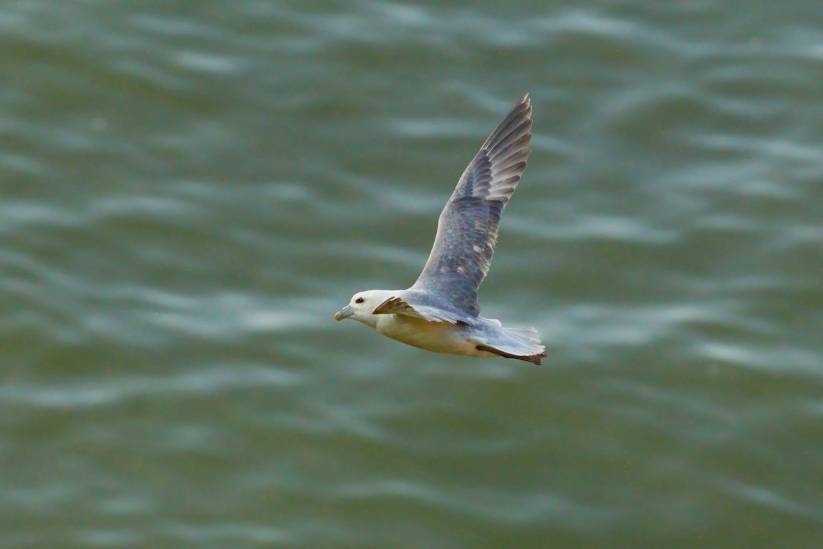 Northern Fulmar - ML638532034
