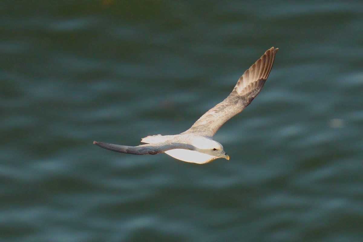 Northern Fulmar - ML638532035