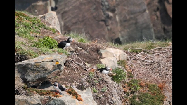 Atlantic Puffin - ML638532039