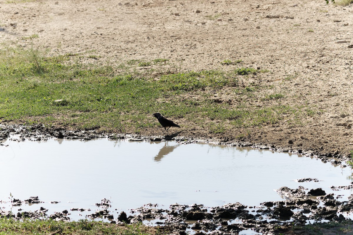 Eurasian Jackdaw - ML638532079