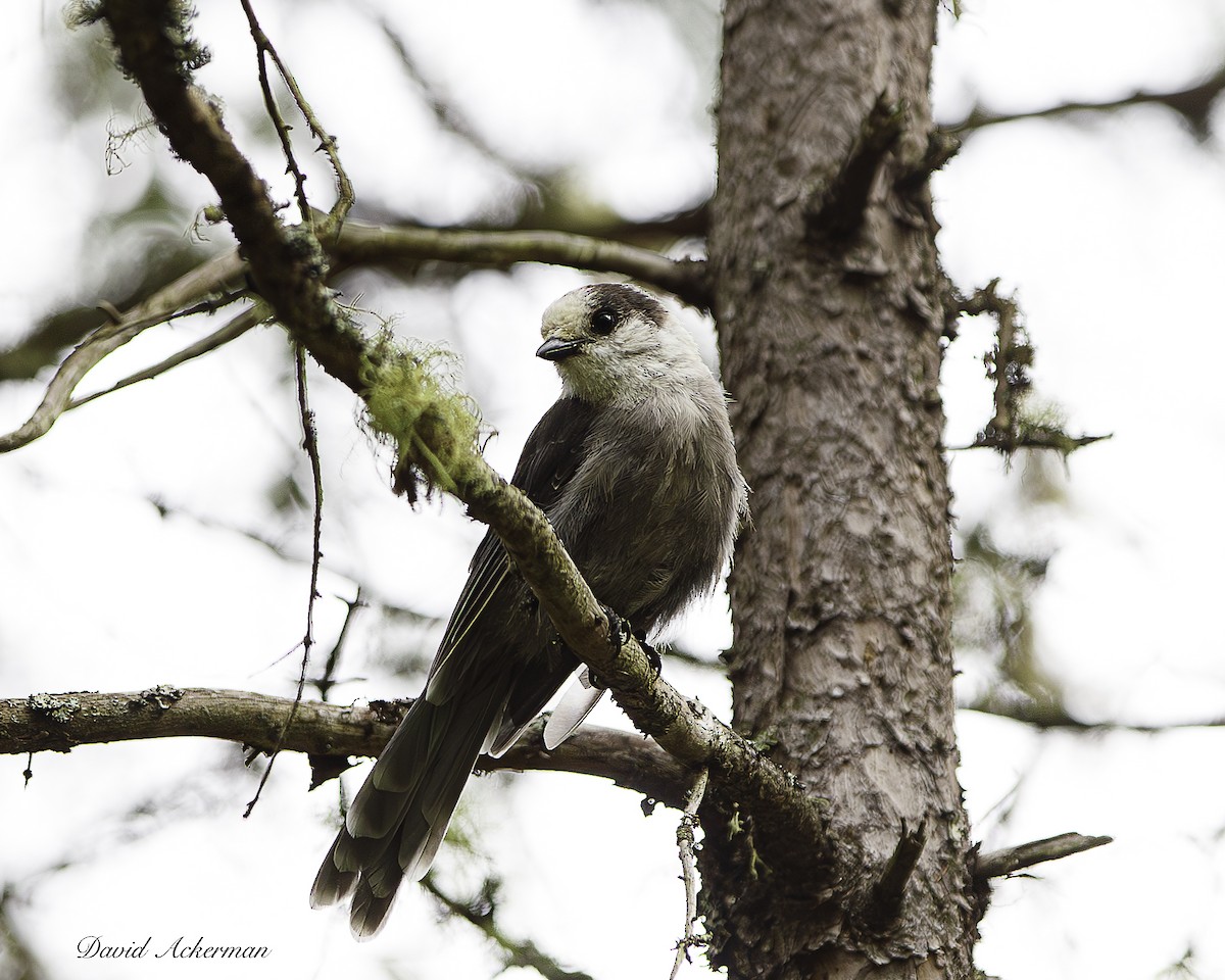 Canada Jay - ML638532083