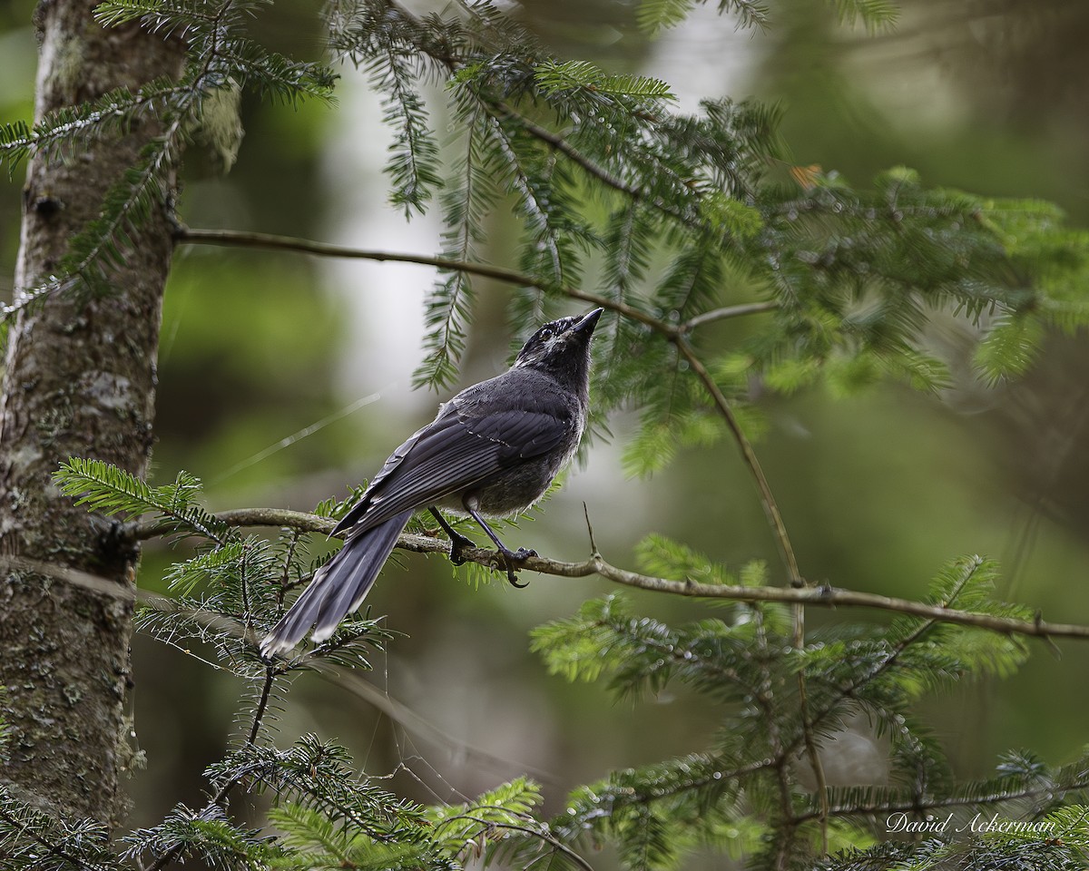 Canada Jay - ML638532084