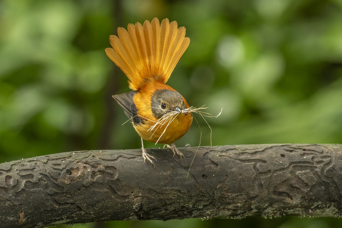 Black-and-orange Flycatcher - ML638532090
