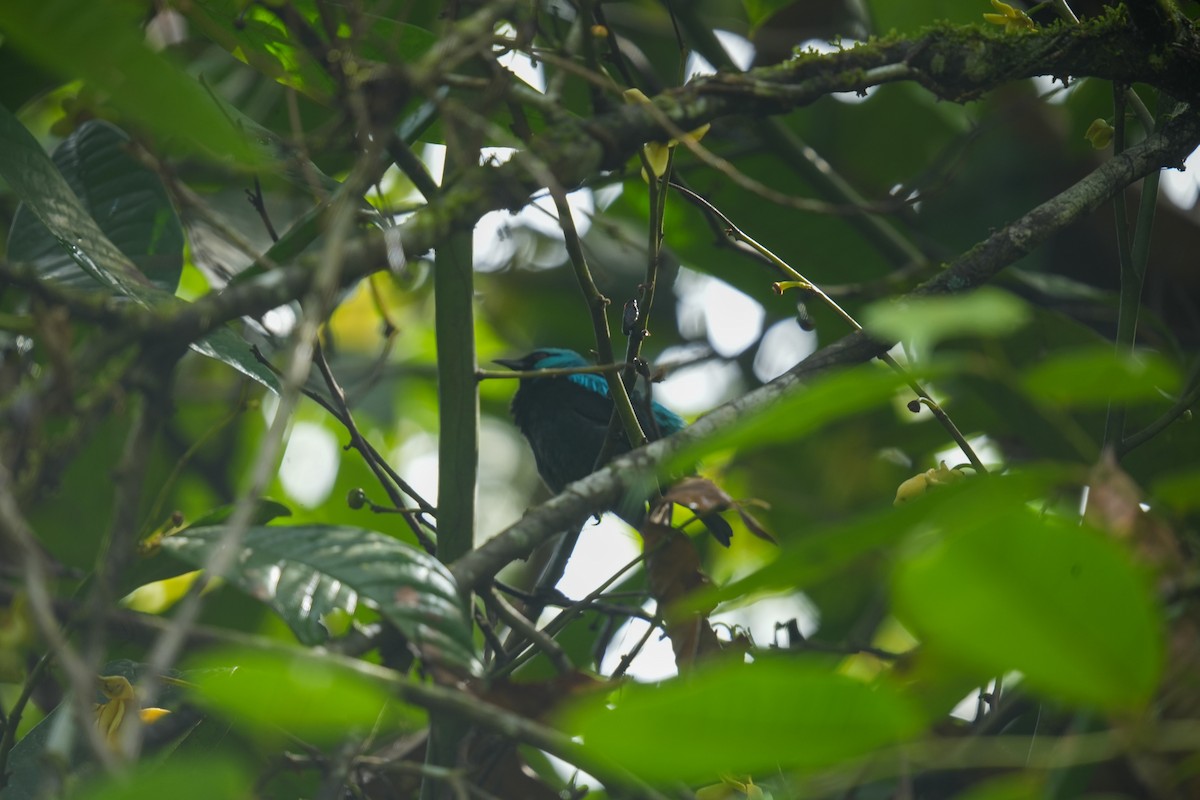 Scarlet-thighed Dacnis - ML638532103