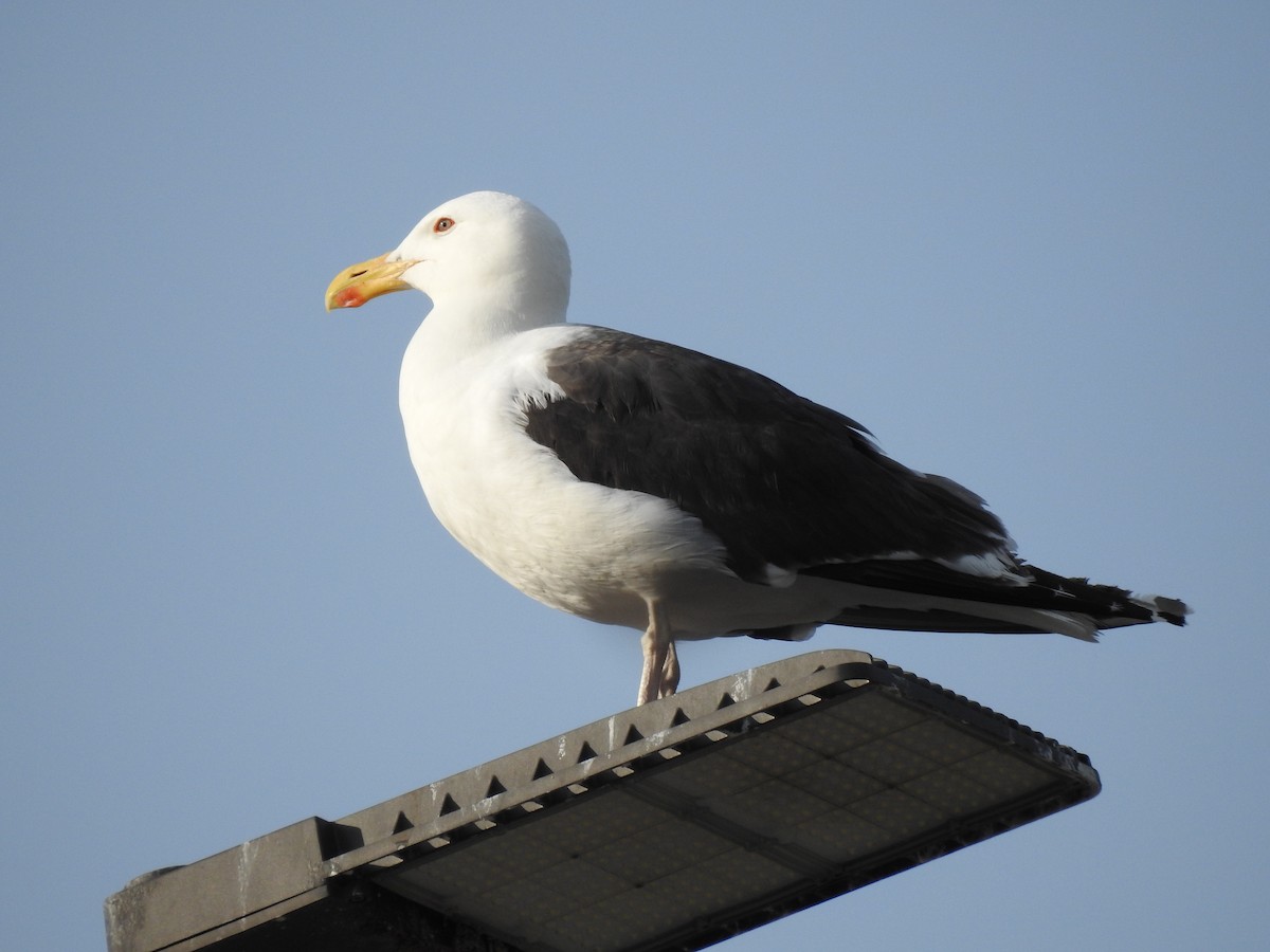 Great Black-backed Gull - ML638532104