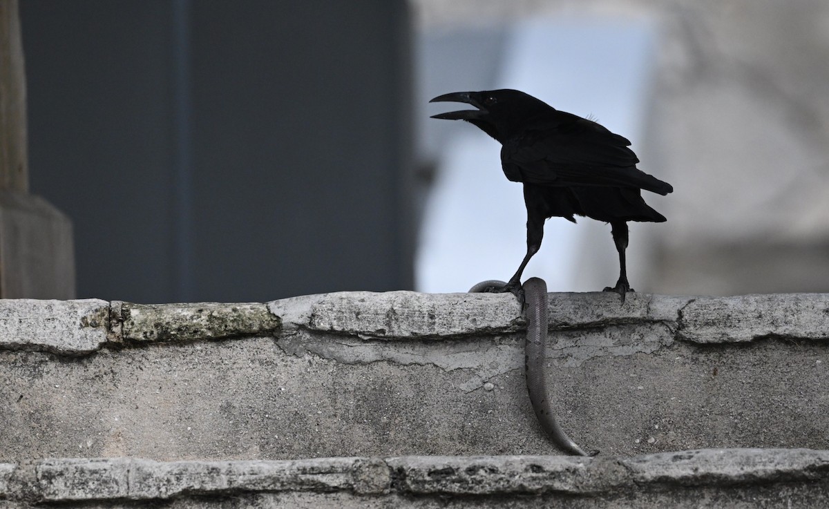 Cuban Crow - ML638532111