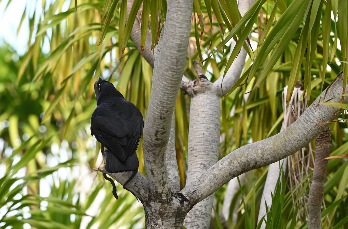 Cuban Crow - ML638532112