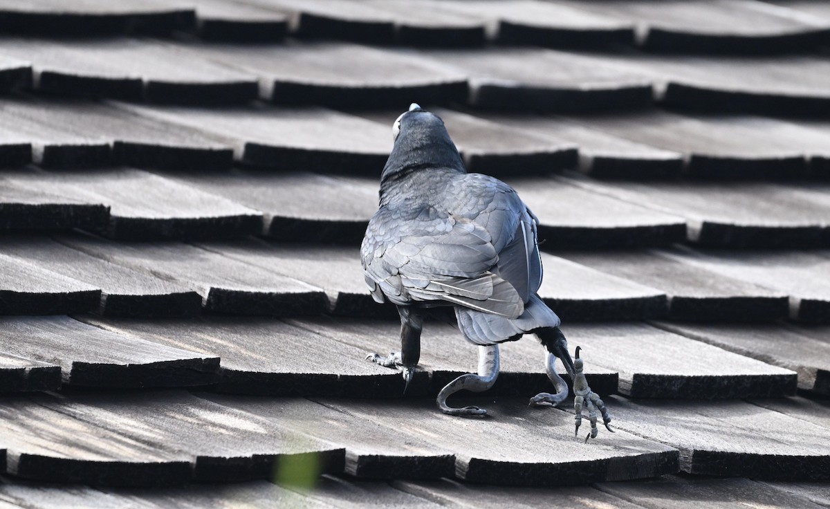 Cuban Crow - ML638532113