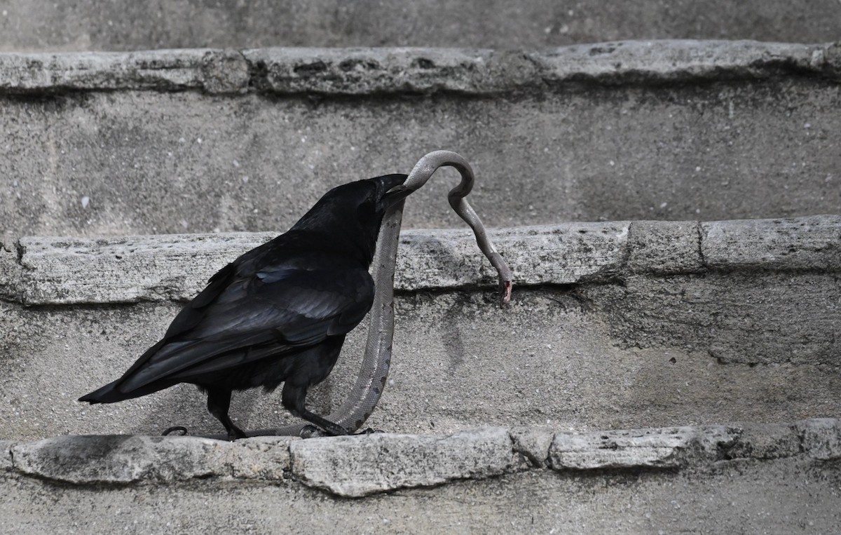 Cuban Crow - ML638532114