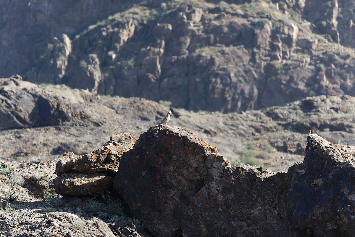 Chukar - ML638532127