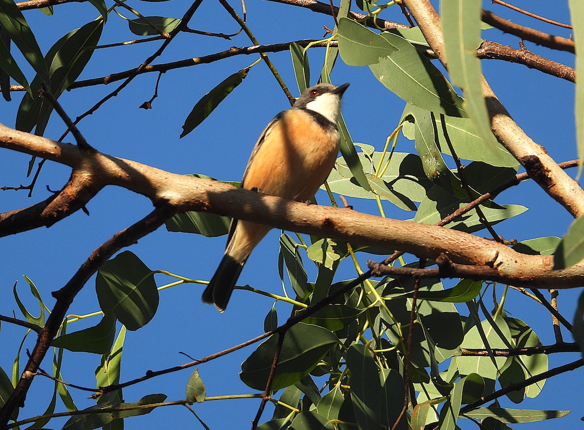 Rufous Whistler - ML638532143