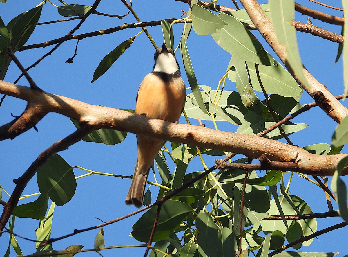 Rufous Whistler - ML638532146
