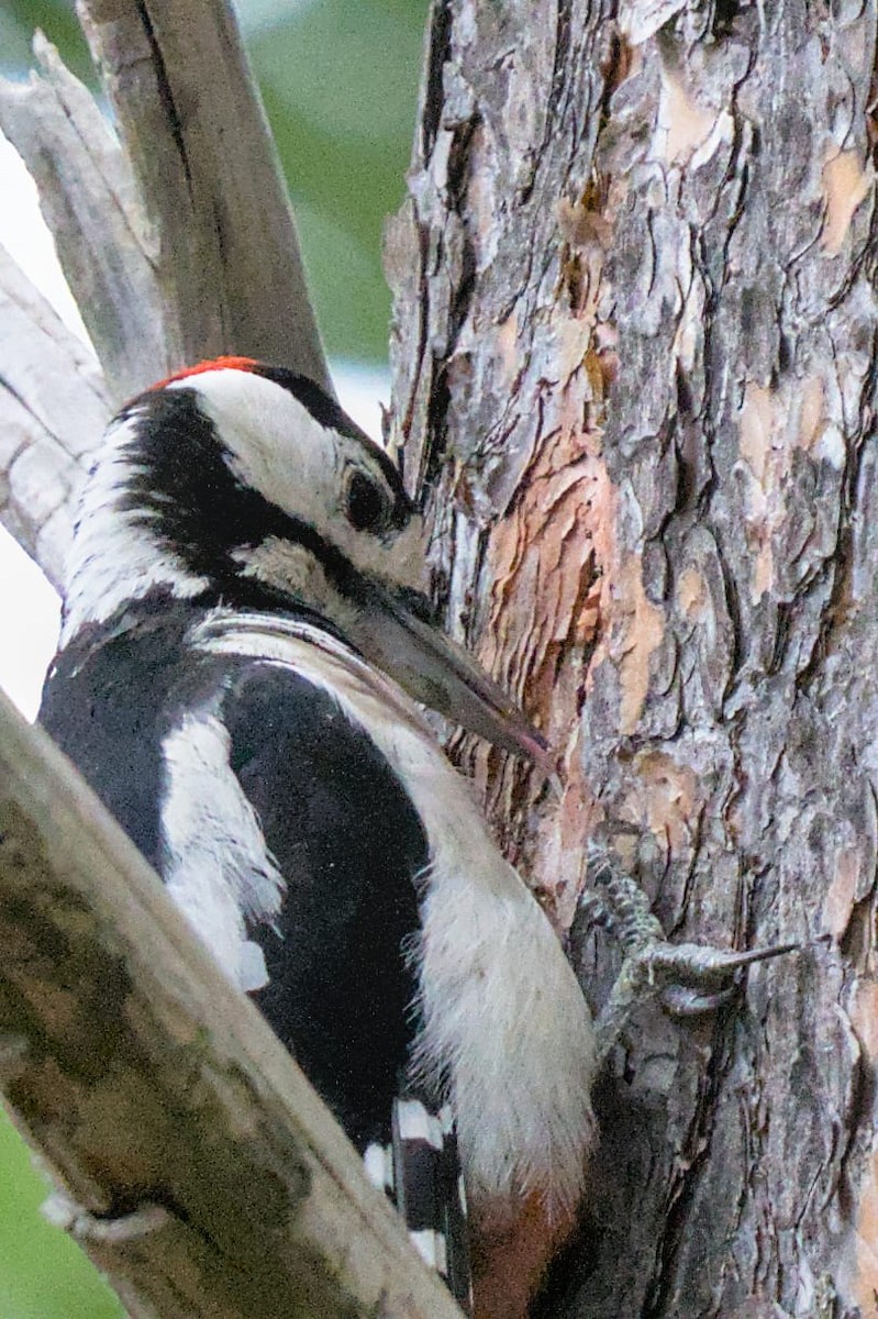 Great Spotted Woodpecker - ML638532147