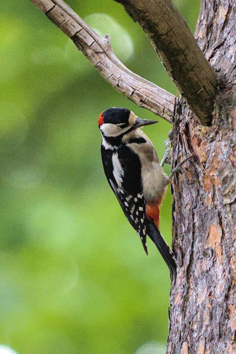 Great Spotted Woodpecker - ML638532148