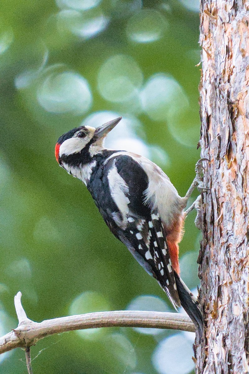 Great Spotted Woodpecker - ML638532149