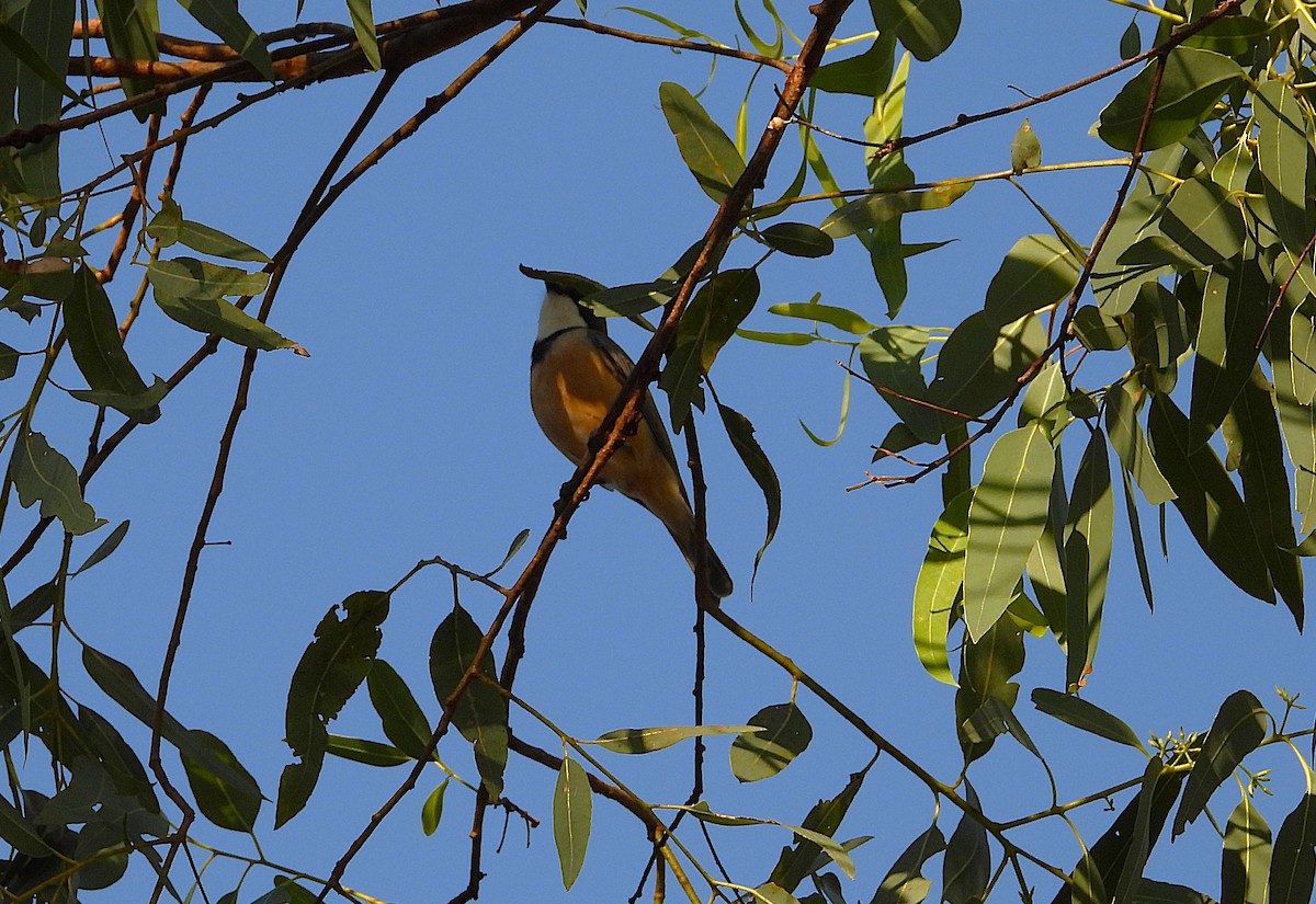 Rufous Whistler - ML638532155