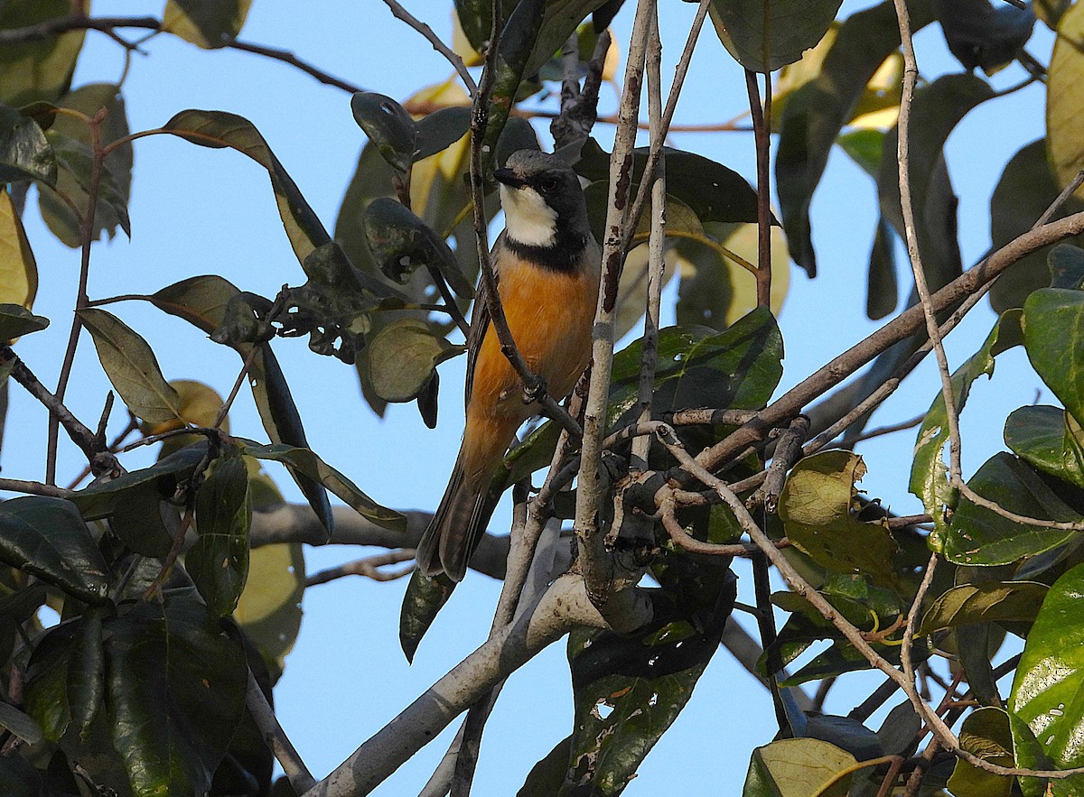Rufous Whistler - ML638532183