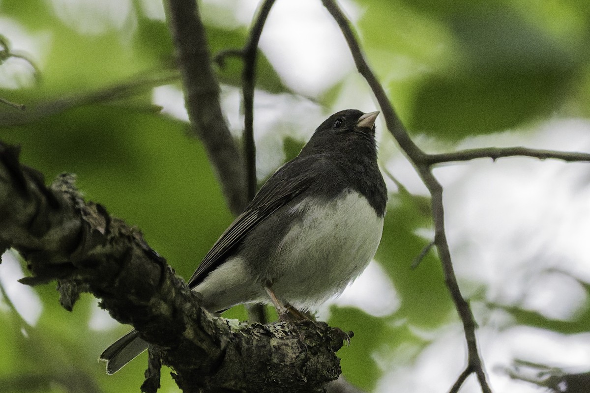 Dark-eyed Junco - ML638532208