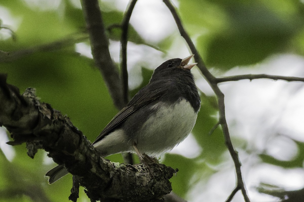 Dark-eyed Junco - ML638532209