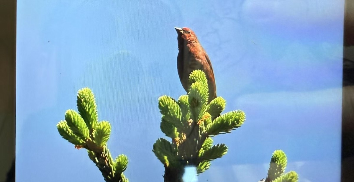 Blanford's Rosefinch - ML638532234