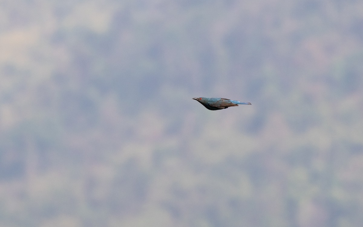 Asian Fairy-bluebird - ML638532238