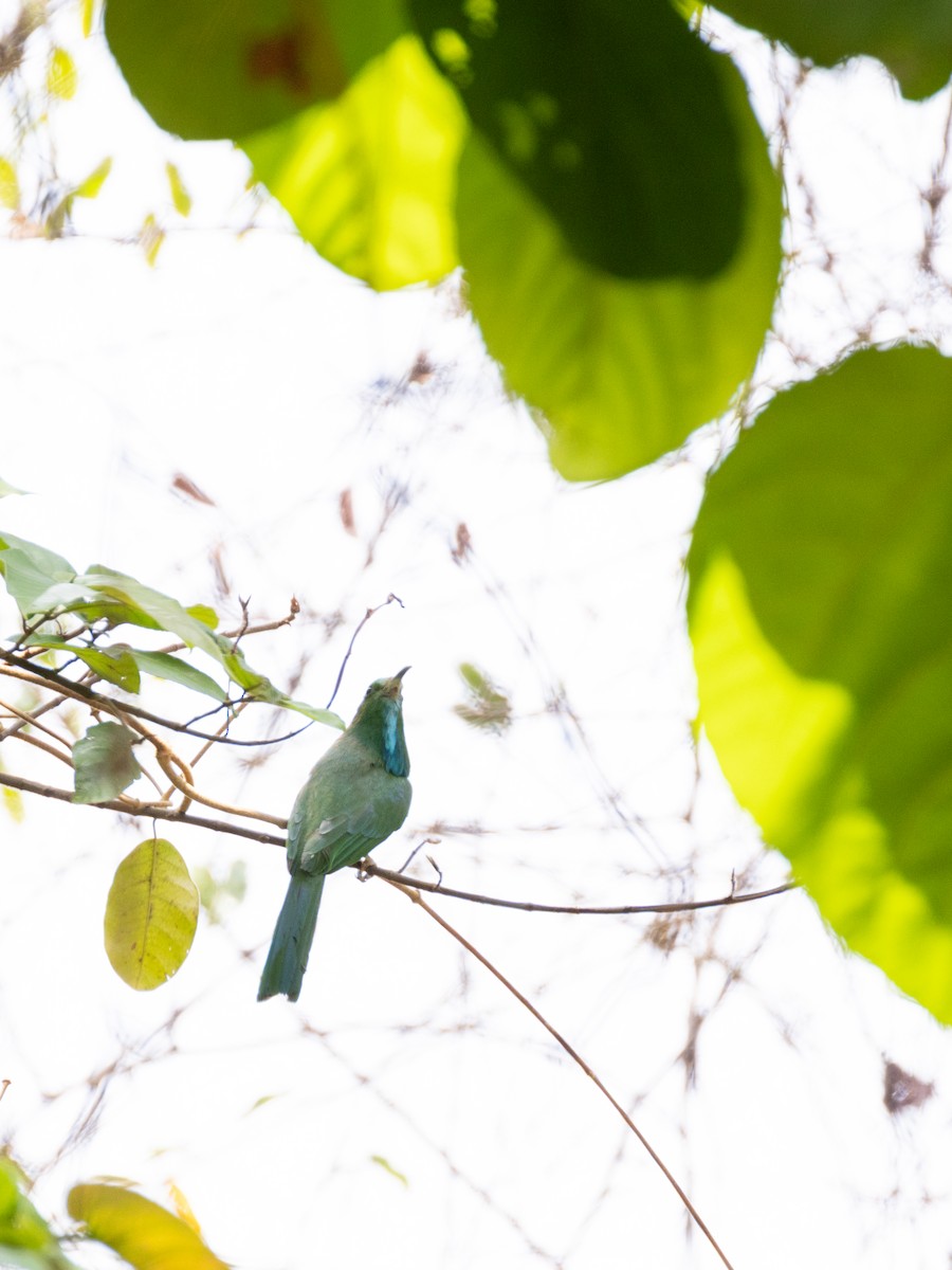 Blue-bearded Bee-eater - ML638532247