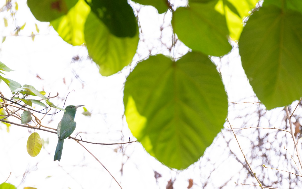 Blue-bearded Bee-eater - ML638532248