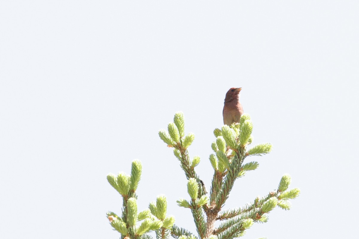 Blanford's Rosefinch - ML638532254