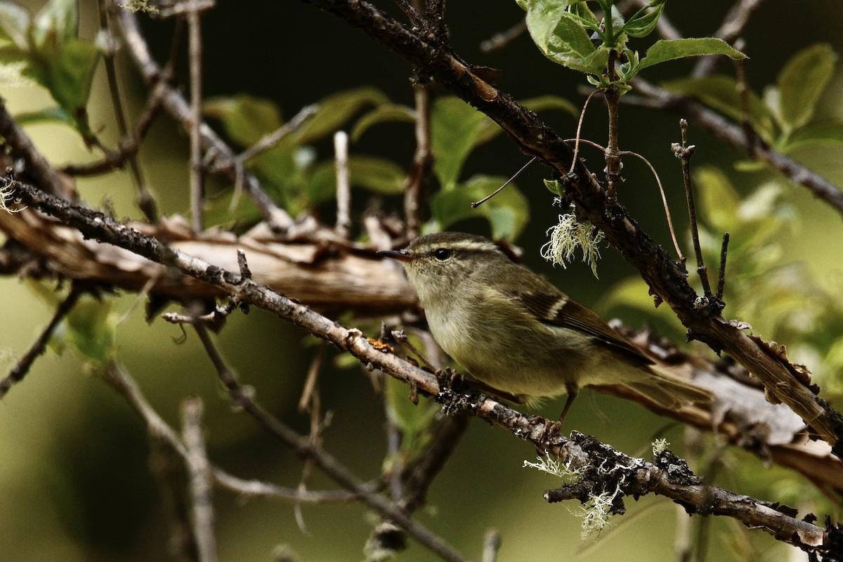 Hume's Warbler - ML638532290
