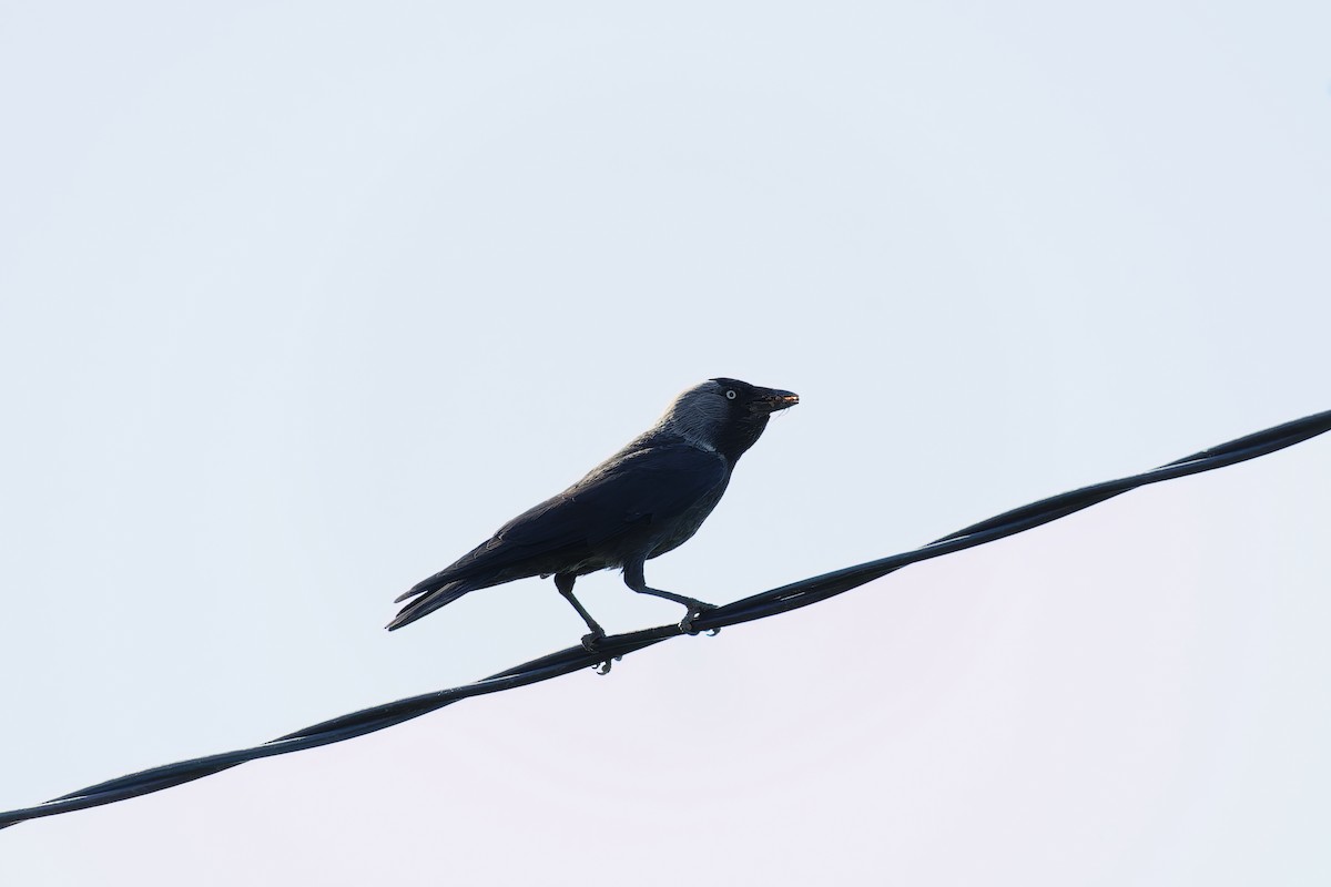 Eurasian Jackdaw - ML638532295
