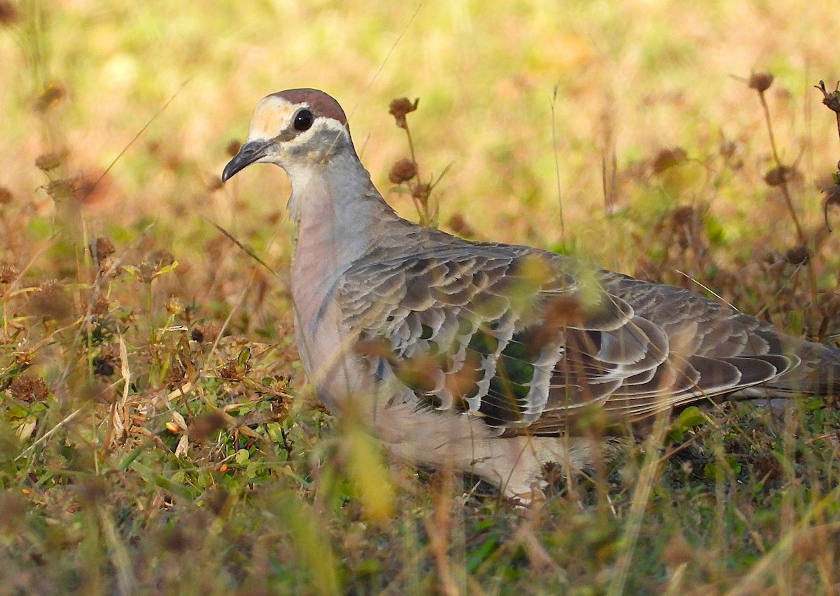 Common Bronzewing - ML638532297