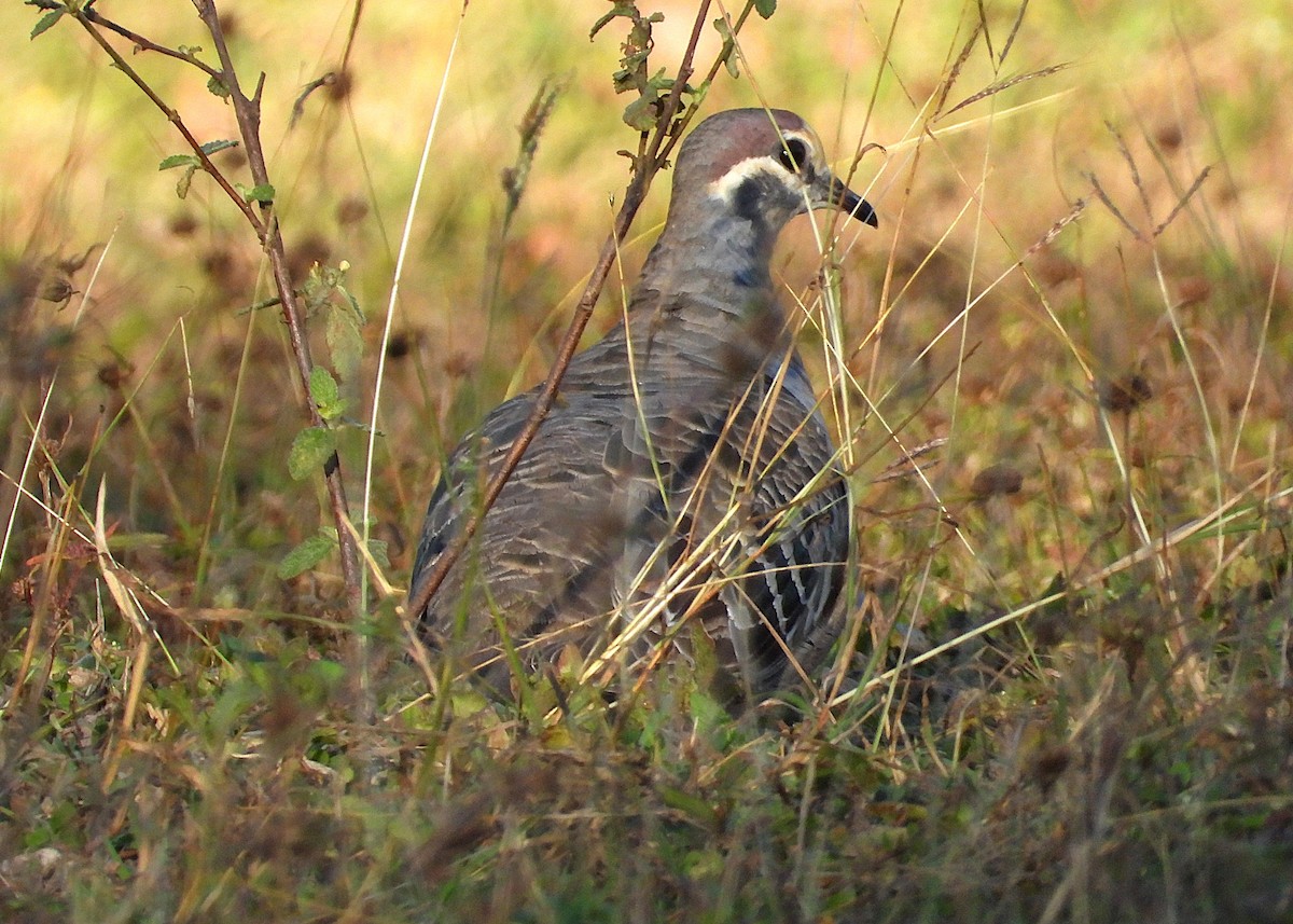 Common Bronzewing - ML638532298