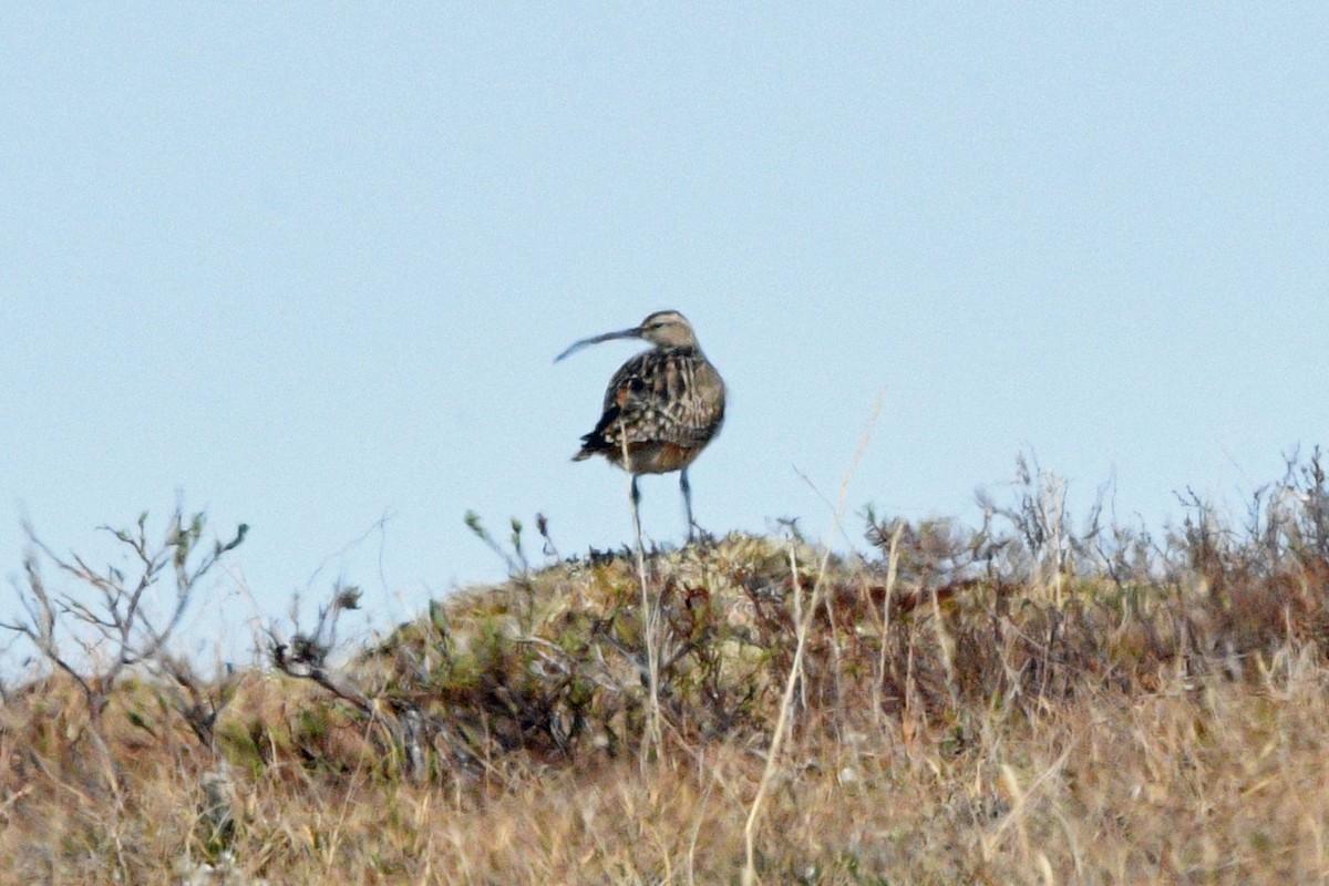Bristle-thighed Curlew - ML638532299