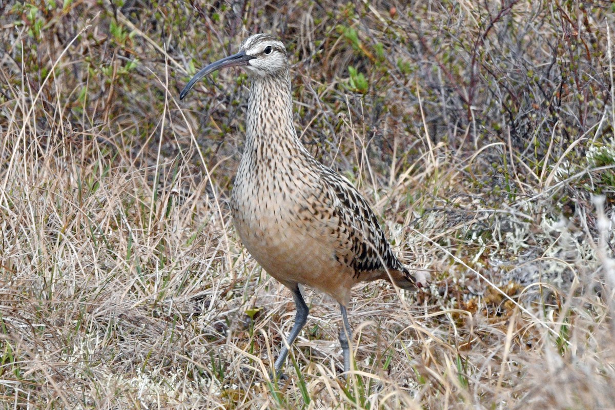 Bristle-thighed Curlew - ML638532309