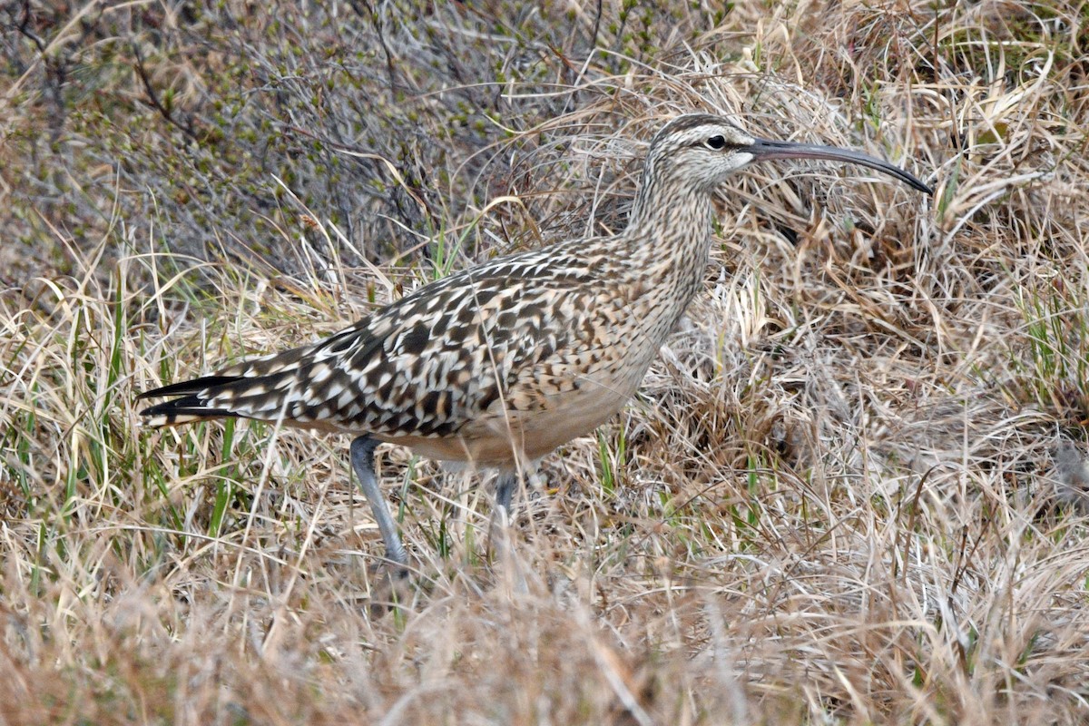 Bristle-thighed Curlew - ML638532316