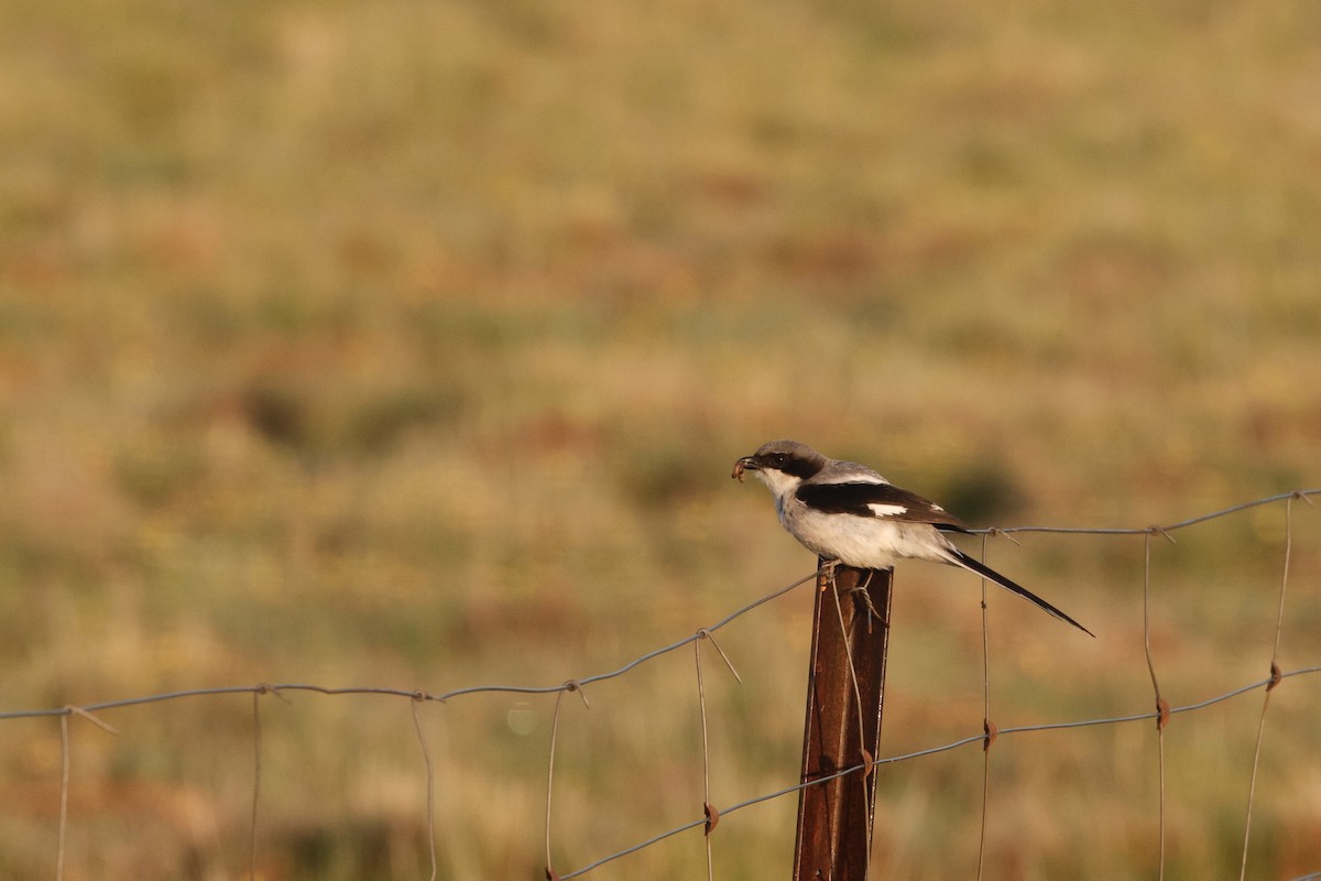 Giant Shrike - ML638532320