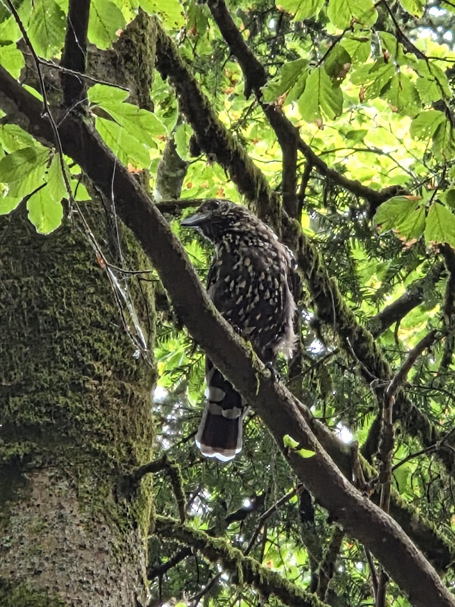 Northern Nutcracker - ML638532323