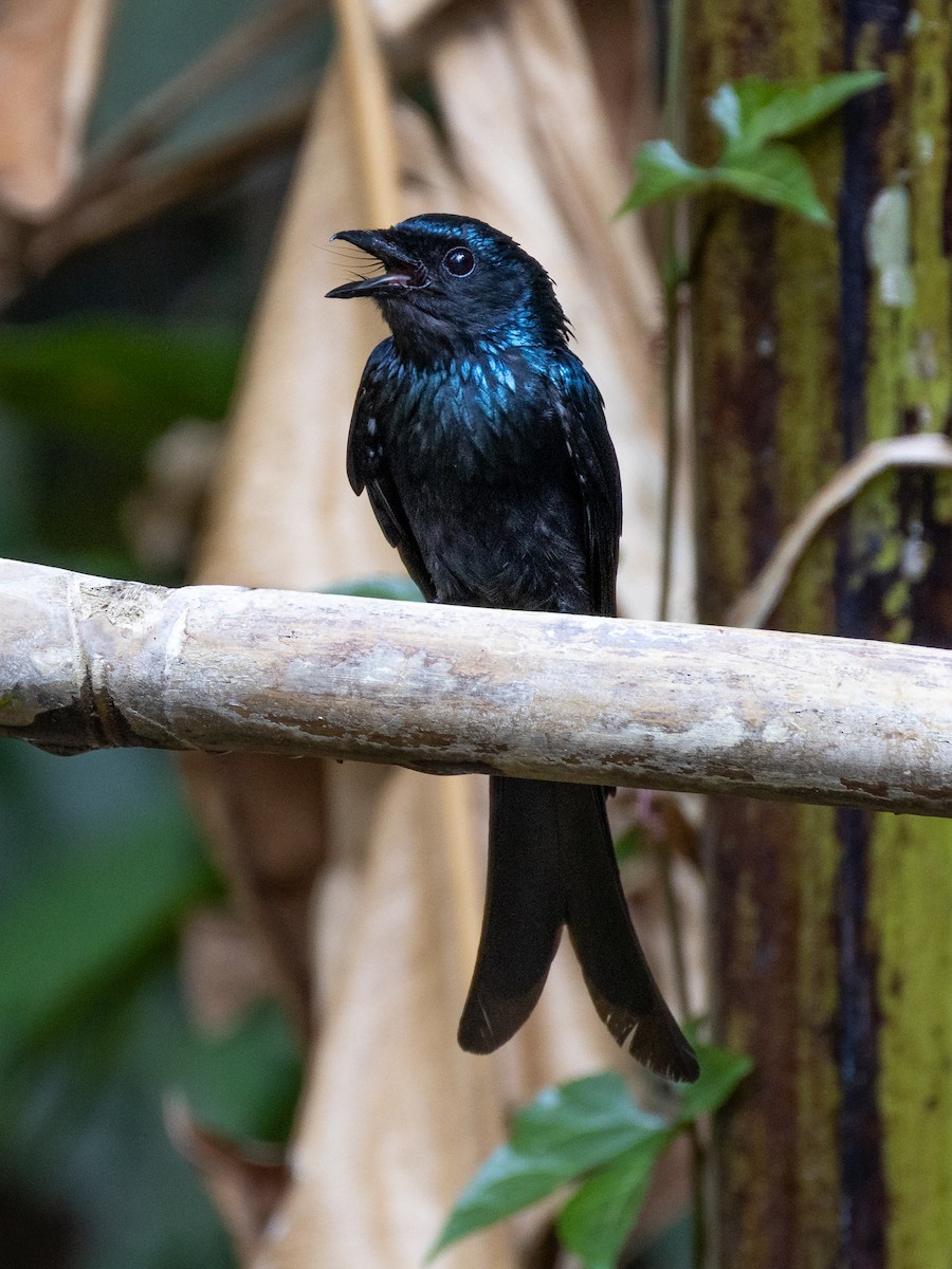 Bronzed Drongo - ML638532332
