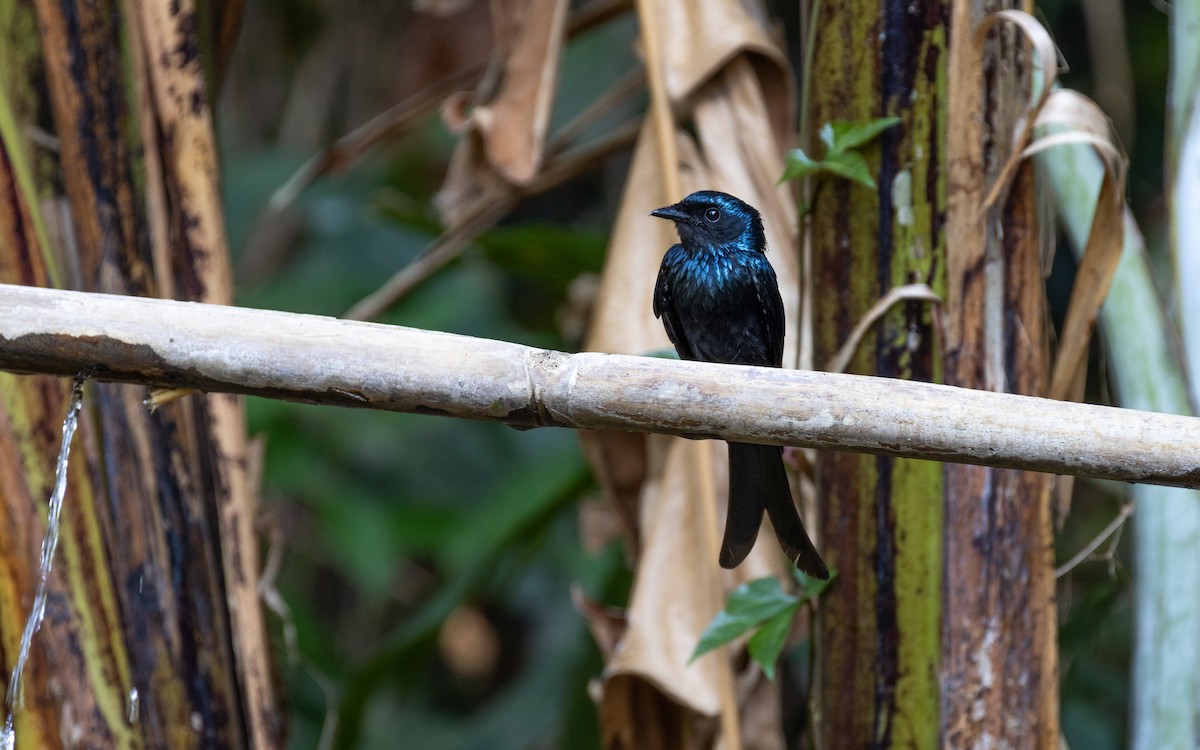 Bronzed Drongo - ML638532333