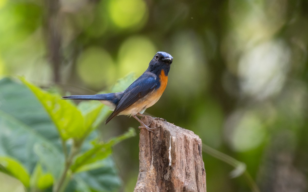 Chinese Blue Flycatcher - ML638532352