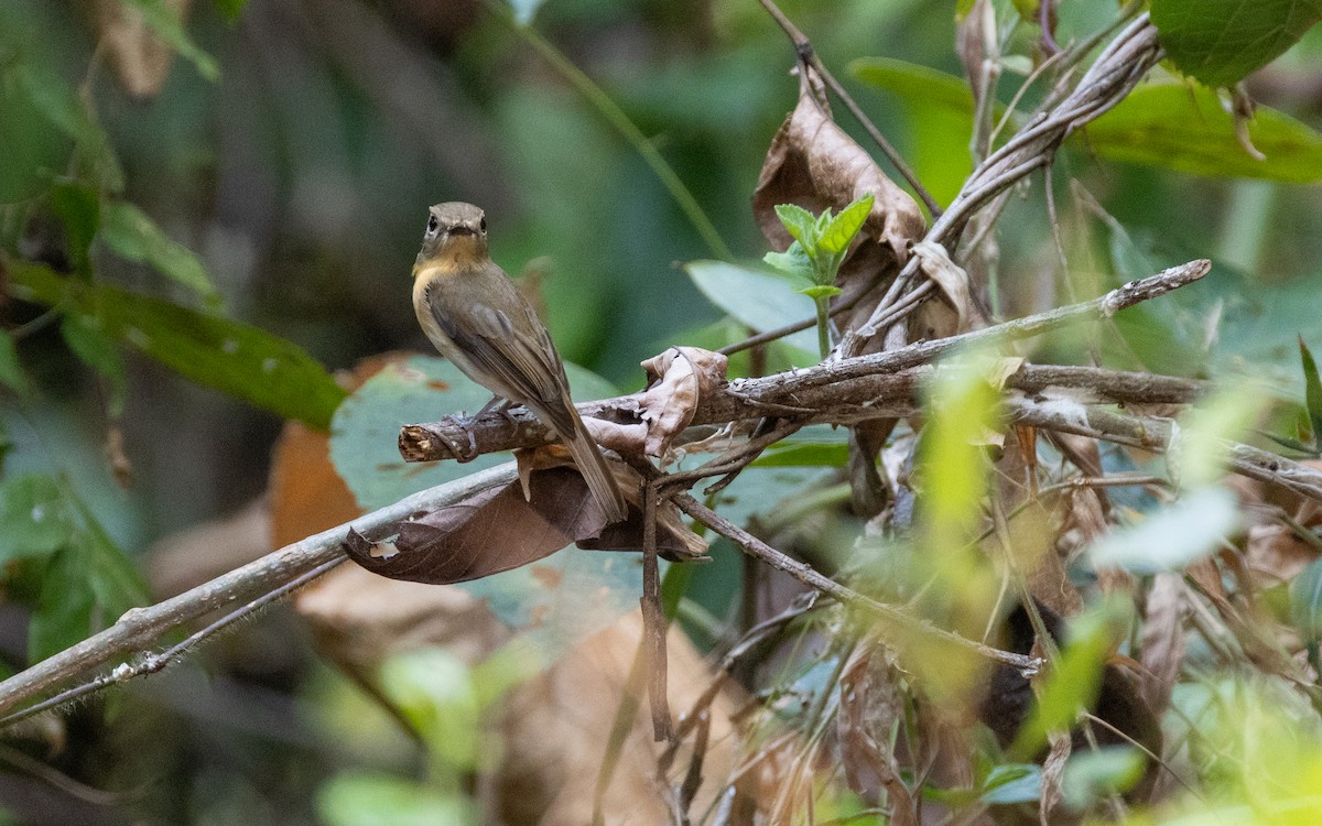 Chinese Blue Flycatcher - ML638532355