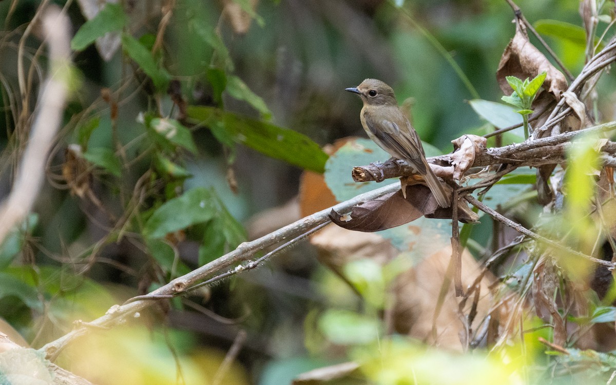 Chinese Blue Flycatcher - ML638532357